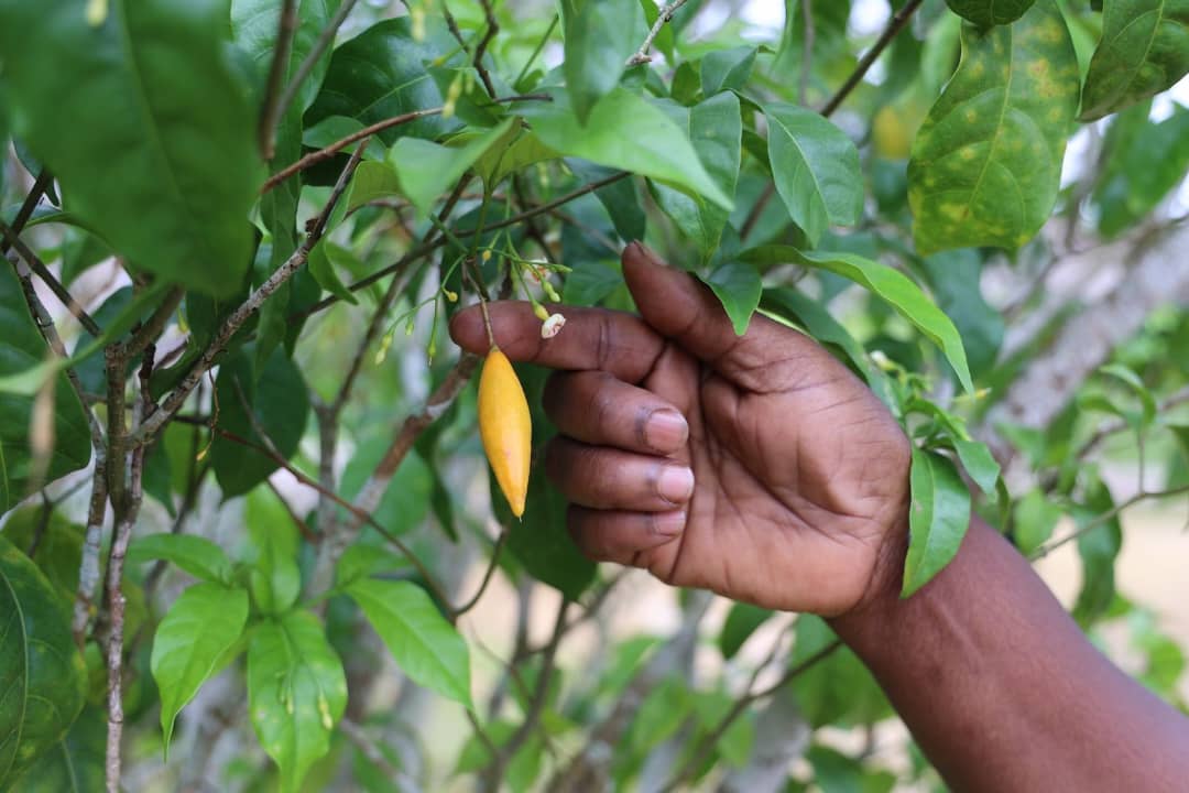 Conférence internationale sur l’ibogaïne : le Gabon invité à défendre son patrimoine culturel