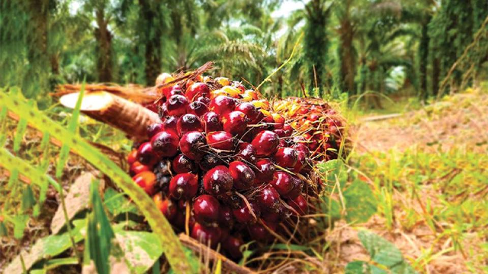 Olam Palm Gabon : moteur de l’agro-industrie nationale et catalyseur de l’intégration régionale
