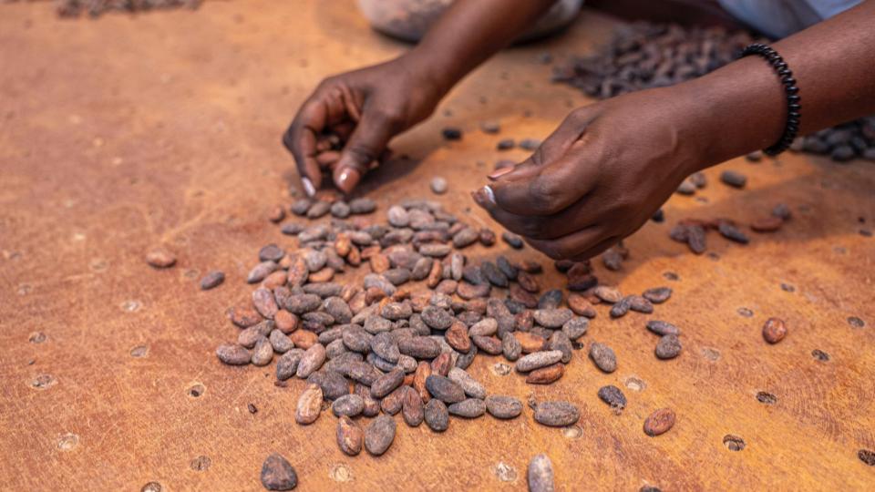 Café et cacao : un budget stable, mais une pression accrue sur les performances des filières