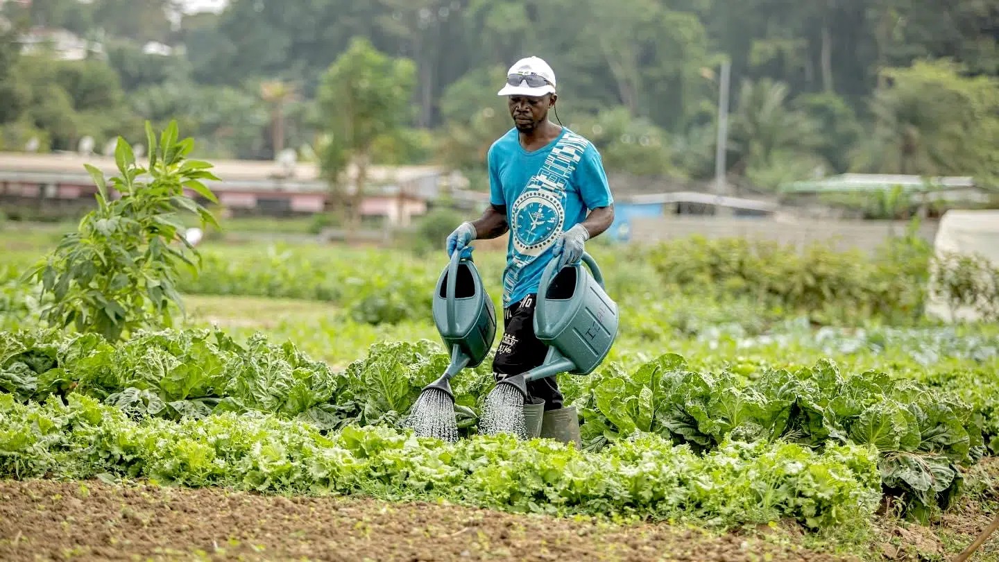 Agriculture de rente : un rebond au deuxième trimestre malgré un semestre encore en difficulté