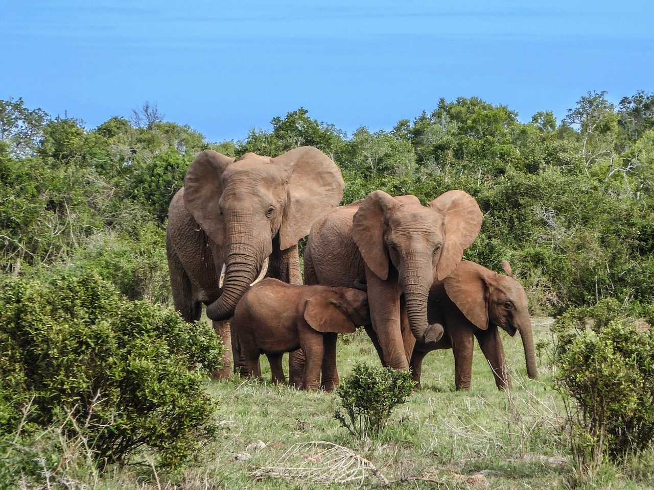Éléphants de forêt : le Gabon, bastion mondial face à des menaces persistantes