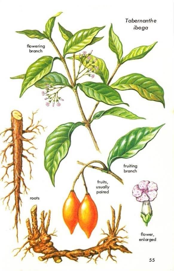 Iboga–ibogaïne : une richesse stratégique à valoriser
