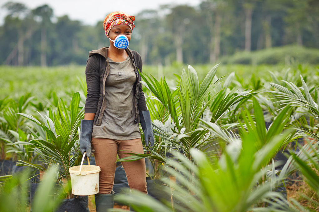 Emploi des jeunes : Olam Palm Gabon lance le recrutement de 1 500 jeunes récolteurs