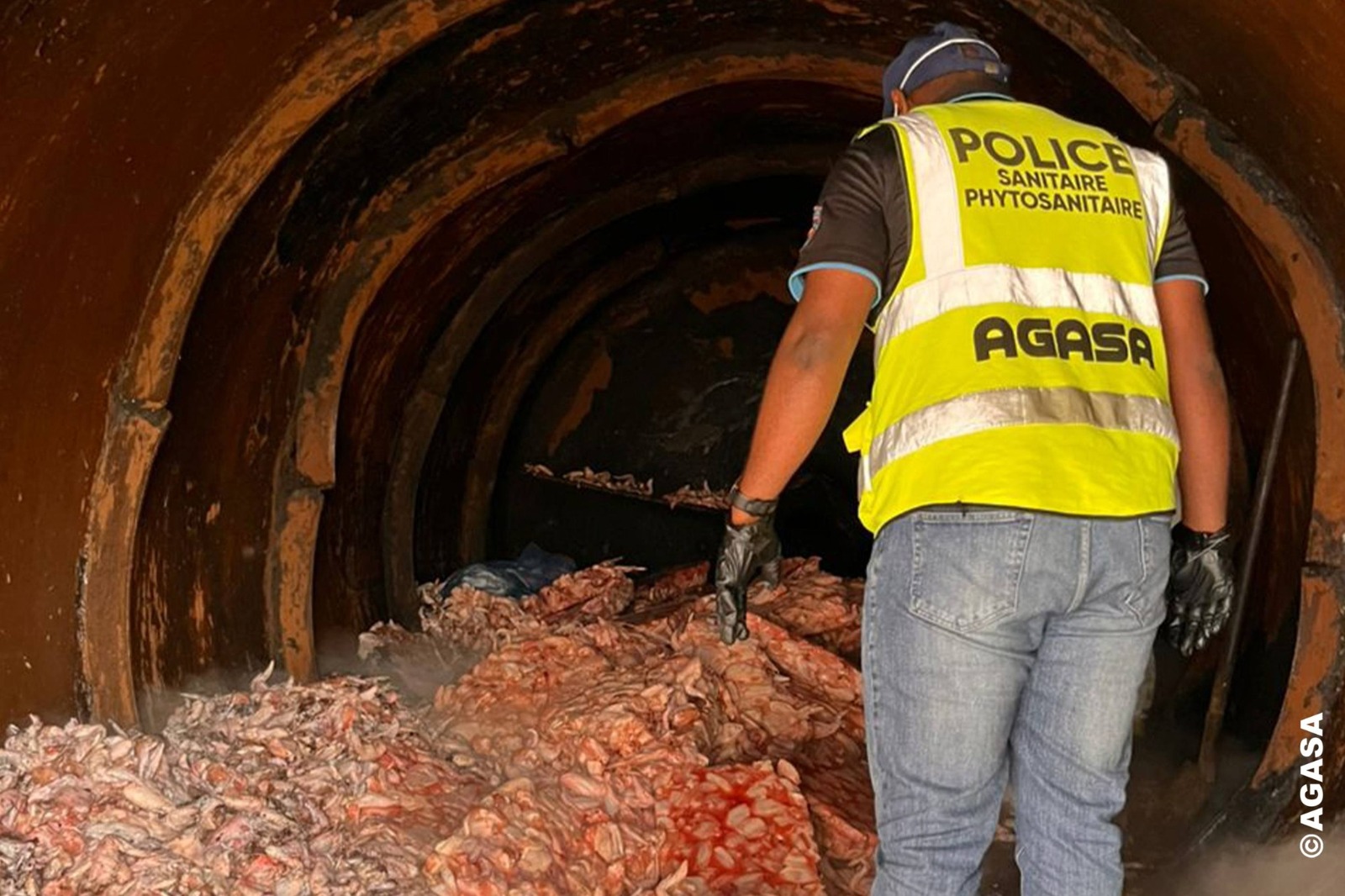 Owendo : 25 tonnes d’ailes de poulet avariées détruites par l’AGASA