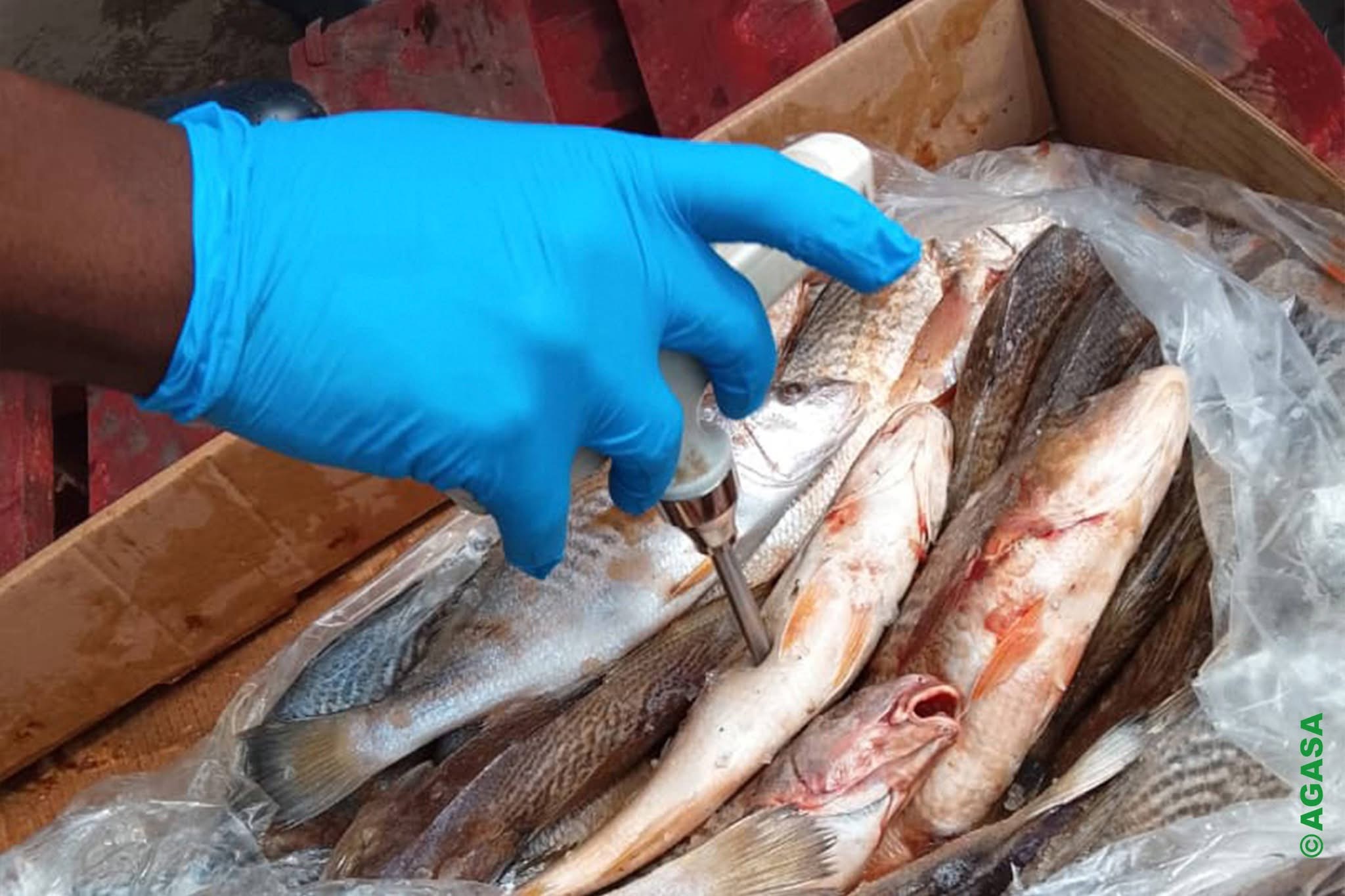 Owendo : 28 tonnes de poissons avariés détruites par l’AGASA