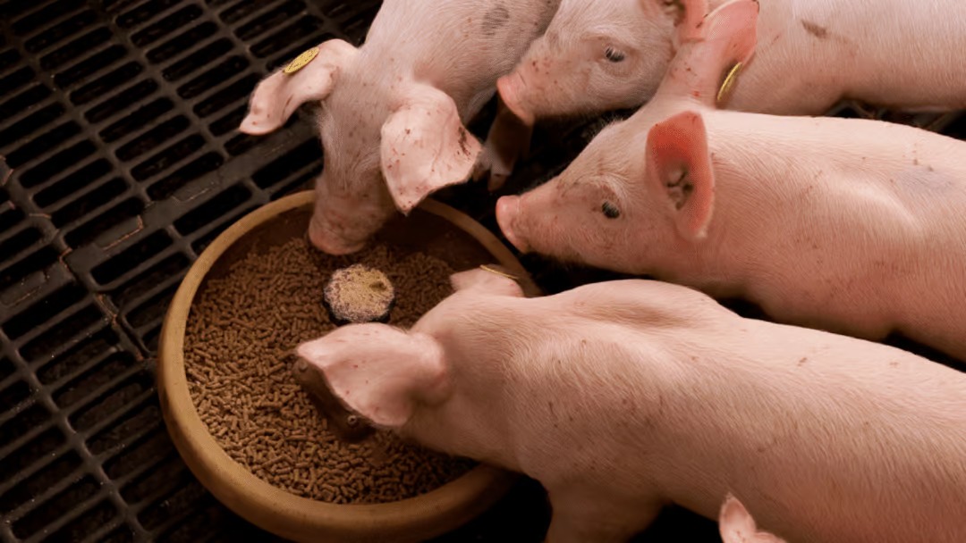 Filière porcine : le Gabon mise sur l’autosuffisance alimentaire