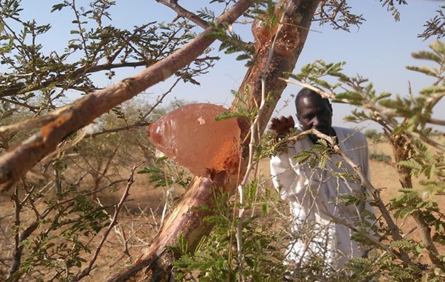 Économie verte au Gabon : l'Agadev veut détecter les champions nationaux des PFABO