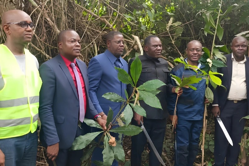 Caistab : la plantation d’Ondzeye renaît avec 90 hectares et 450 emplois visés
