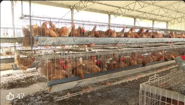 15 millions de poulets par an : le défi du guinéen SONOCO pour nourrir le Gabon
