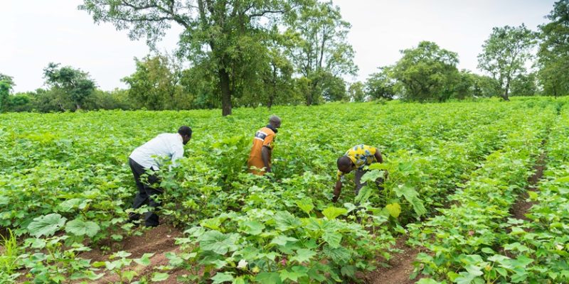 Arnaque numérique : le ministère de l’Agriculture alerte contre un faux programme de subventions