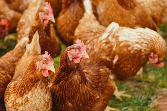 Gabon : Le pari du poulet local face au compte à rebours de 2027