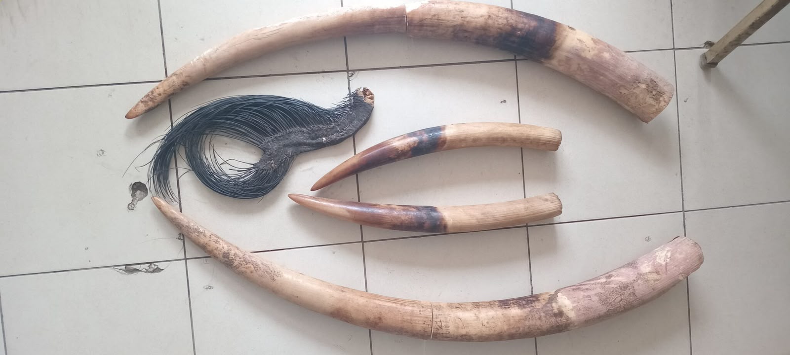 Braconnage : Quand le conflit homme-éléphant sert d’alibi à Libreville