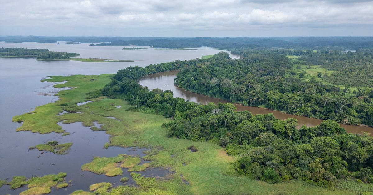 Biodiversité : 13 leviers identifiés pour financer la préservation  du patrimoine naturel gabonais
