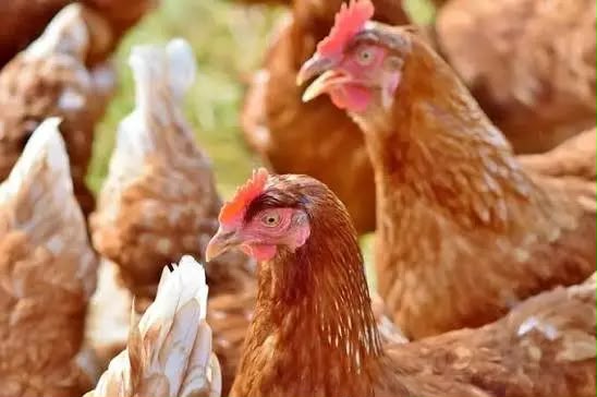 Cameroun : Des chercheurs détectent le mercure dans les foies de poulets